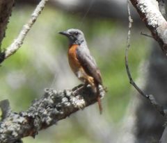 Monticola angolensis