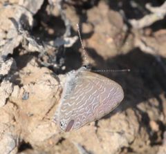 Pseudonacaduba sichela sichela