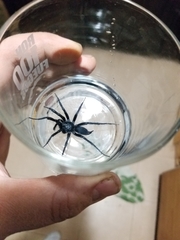 Linothele longicauda