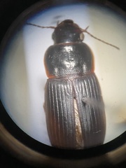 Harpalus somnulentus