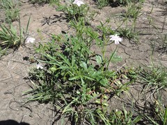 Hibiscus brachysiphonius