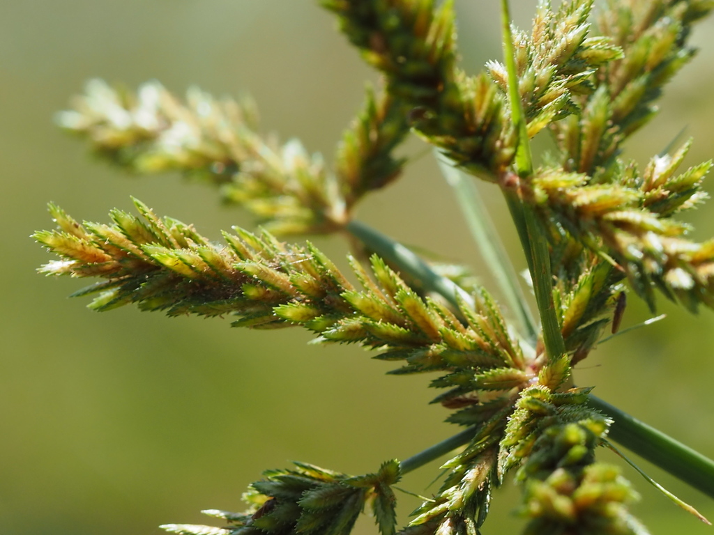 Imbricate Galingale