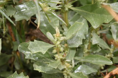 Atriplex muelleri