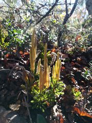 Austrolycopodium magellanicum