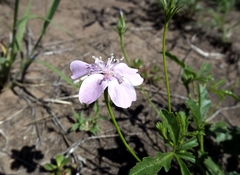 Hibiscus brachysiphonius