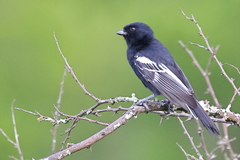 Melaniparus niger niger
