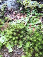 Dendroligotrichum dendroides