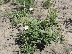 Hibiscus brachysiphonius