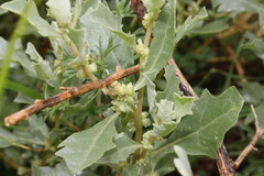 Atriplex muelleri