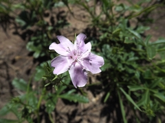 Hibiscus brachysiphonius