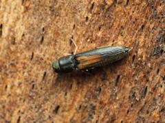 Isorhipis obliqua