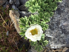 Ranunculus buchananii