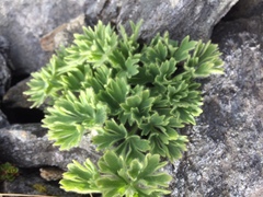Ranunculus buchananii