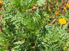 Cosmos sulphureus