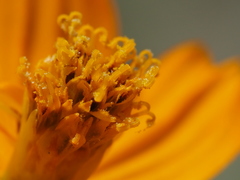 Cosmos sulphureus