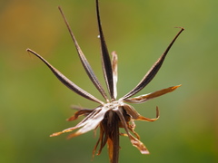 Cosmos sulphureus
