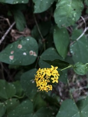 Lagascea