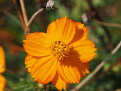 Cosmos sulphureus