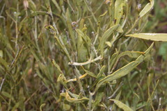 Capparis loranthifolia