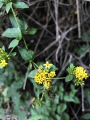 Lagascea