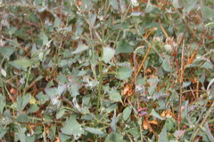 Chenopodium nutans