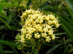 Parsonsia eucalyptophylla