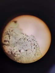 Parmotrema submarginale