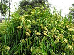 Parsonsia eucalyptophylla