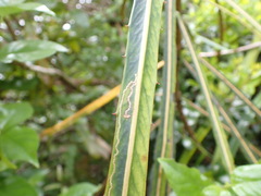 Eumetriochroa panacivagans