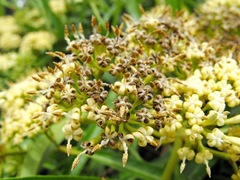Parsonsia eucalyptophylla