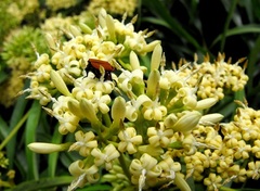 Parsonsia eucalyptophylla