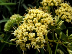 Parsonsia eucalyptophylla