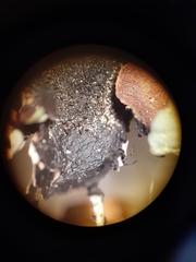 Parmotrema submarginale