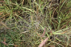 Eragrostis parviflora