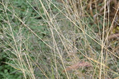 Eragrostis parviflora