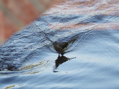 Motacilla cinerea