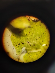 Parmotrema submarginale