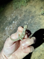 Pachydactylus mariquensis