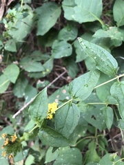 Lagascea