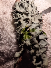 Parmotrema submarginale