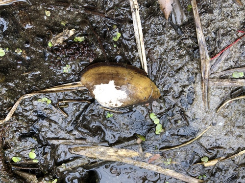 Unio tumidus