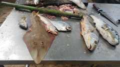 Pseudobatos horkelii