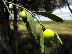 Citrus glauca
