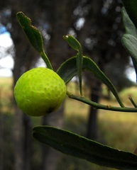 Citrus glauca