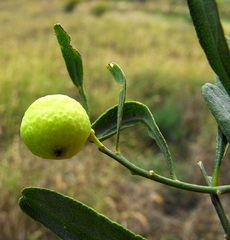 Citrus glauca
