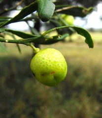 Citrus glauca