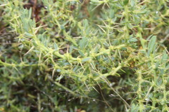 Sclerolaena muricata