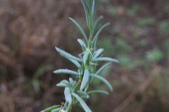 Sclerolaena muricata