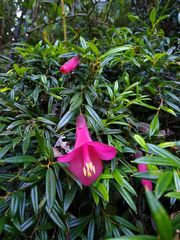 Philesia magellanica