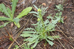 Senecio brigalowensis